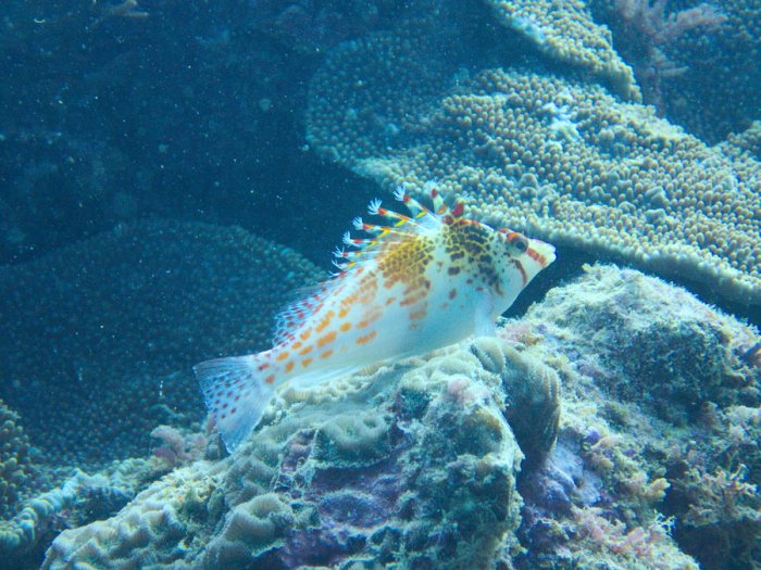 Cirrhitichthys falco