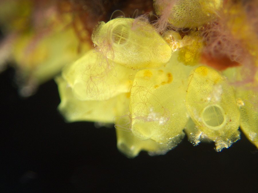 Perophora modificata
