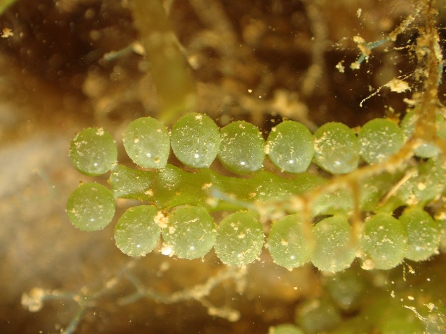 Algue verte