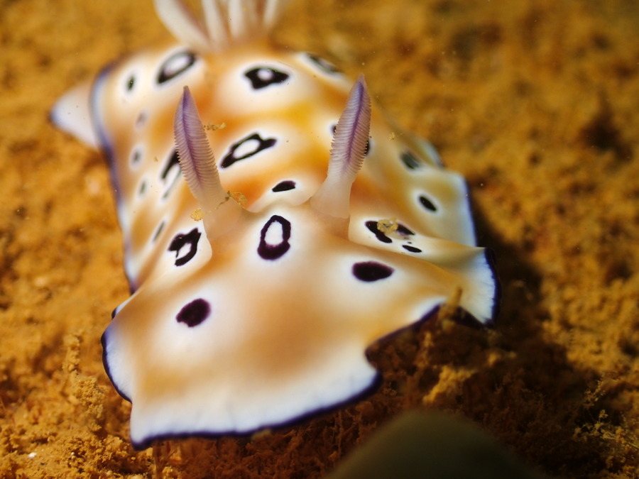 Chromodoris leopardus