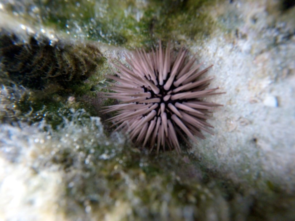 Echinometra mathaei