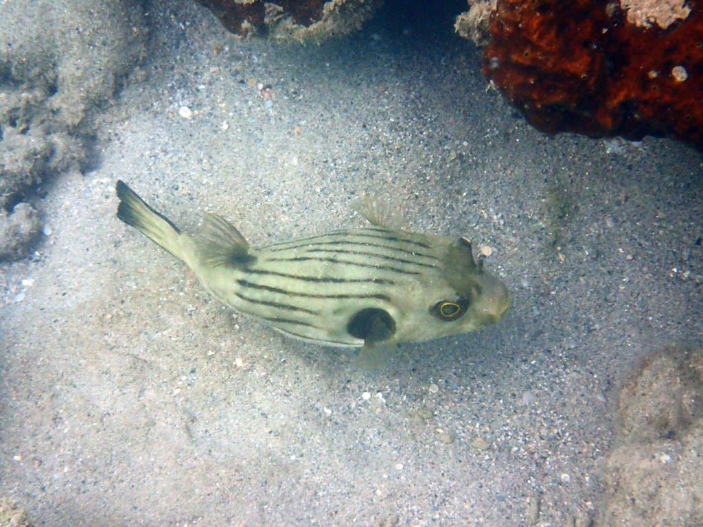 Arothron manilensis