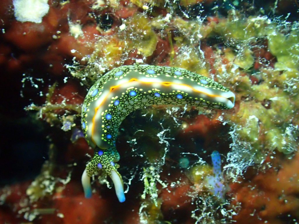 Thuridilla sp.