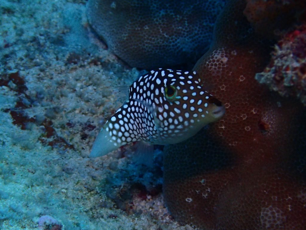 Canthigaster jactator